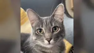 Shelter Cat Rejected Three Times Saves Retired Sailor’s Life