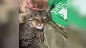 Shelter Cat Trout Finally Finds Her Forever Home After Years of Waiting