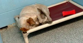 Heartbroken Shelter Dog Finds Joy After Separation From Her Brother