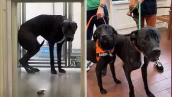 Scared Shelter Dog Tried to Disappear Until Her Happy Ending Arrived