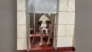 Shelter Dog Refuses to Return to Kennel After Walk