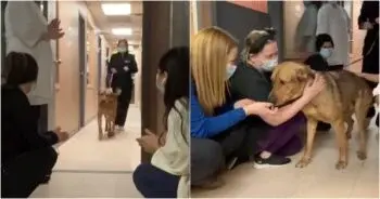 Shelter Dog Jax Says Farewell to Staff with Loving Kisses