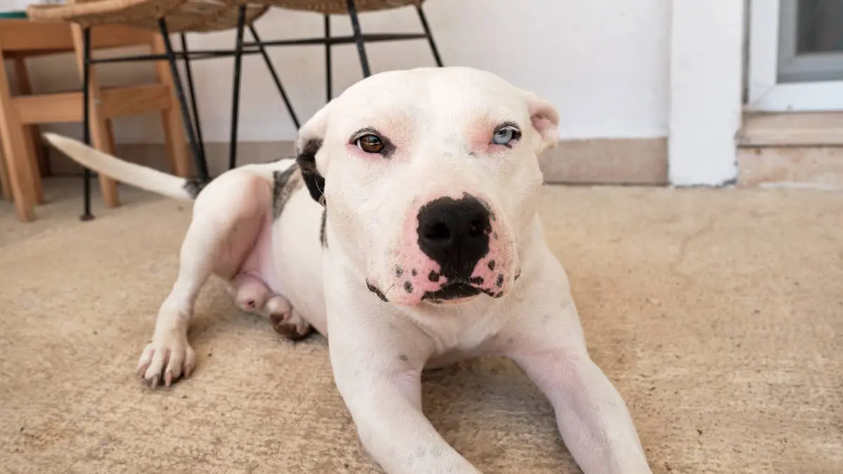 Popeye the Pit Bull Gets a Day Out After Months in a Corner Kennel at Los Angeles Shelter