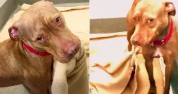 Shelter Dog Rush Made His Own Bed to Prove He’s a Good Boy and Finally Found a Home