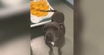 Shelter Dog Realizes She’s Finally Going Home and Her Whole Body Starts Wiggling