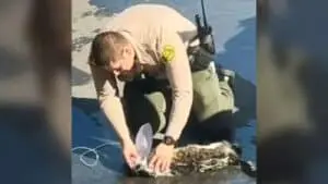 Sheriff’s Deputy Revives Unresponsive Cat Pulled from Flaming Van in Marina del Rey