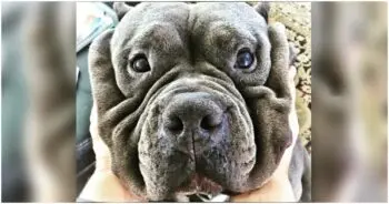 Sherman the Pit Bull Draws Crowds at Rescue Event Despite Unusual Appearance