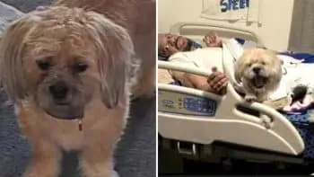 Shih Tzu Cody Disappears From Philadelphia Store, Owner Desperately Seeks Return