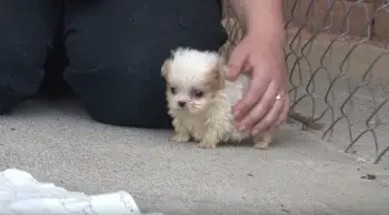 Tiny Shih-Tzu Puppy Finds New Best Friend After Puppy Mill Rescue