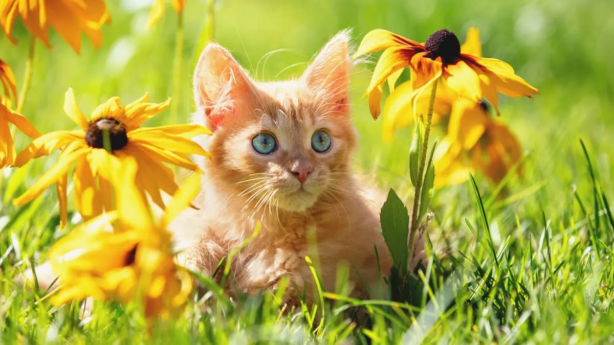 Shivering Orange Kitten Appears in Quebec Yard on Freezing Day