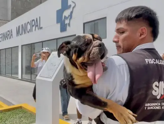 48 Bulldogs Found in One Apartment: Shocking Secrets Behind a Puppy Mill Operation