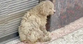 Shoppers Rescue Stray Dog Outside Clothing Store and Transform Her Appearance
