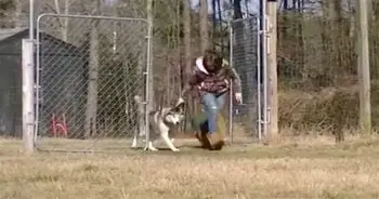 A Life Transformed: Siberian Husky Experiences Freedom After Years on a Chain