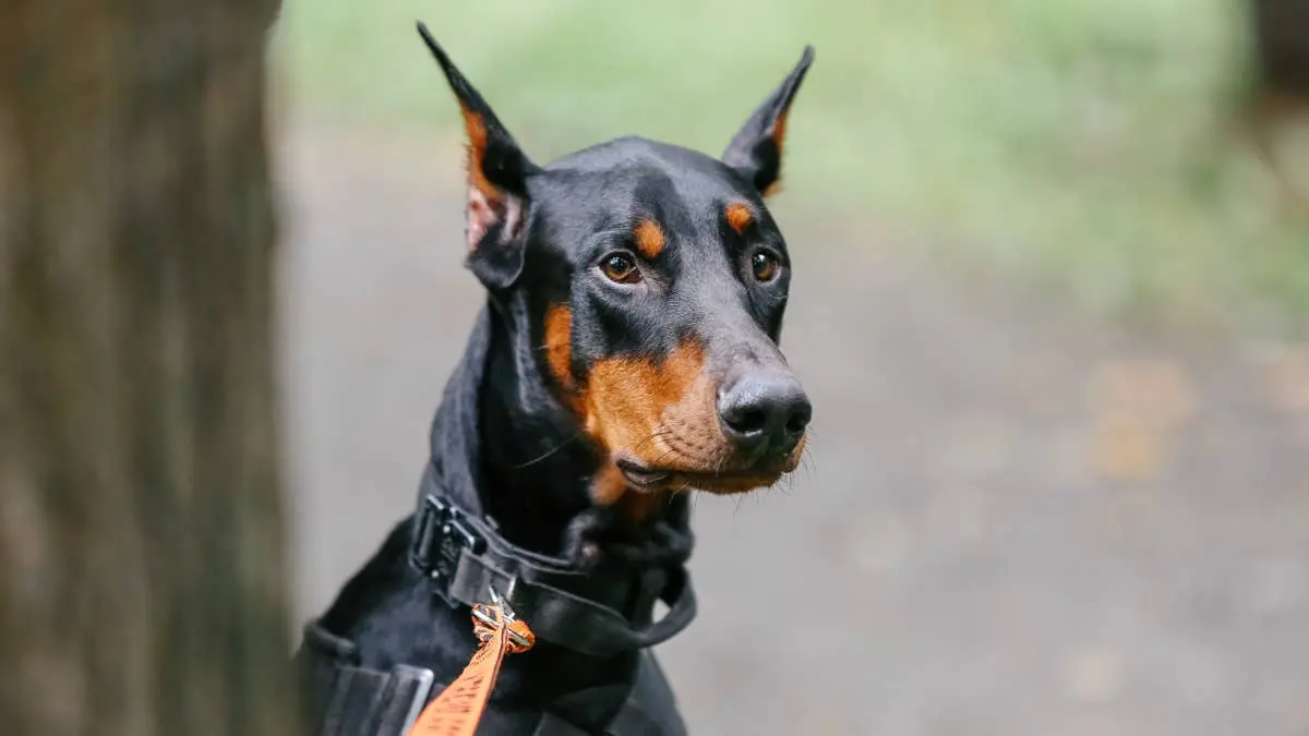 Six Guard Dog Breeds That Share the Spirit of Dobermans