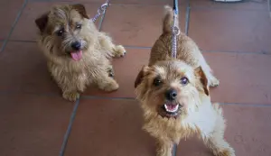 The Smallest Dogs, the Biggest Characters