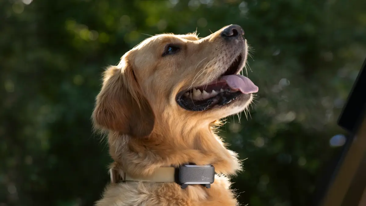 Smart Dog Tracker Alerts Owners to Escapes and Health Issues