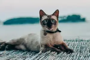 Social Cat Breeds Thrive on Human Interaction and Household Hustle