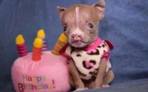 UPDATE: Special Needs Puppy Sasha Reaches Milestones With Foster Mom's Help