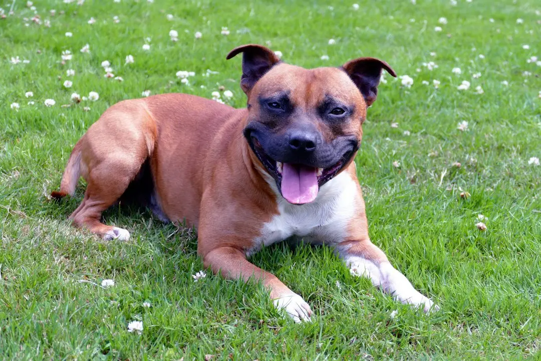 Bedtime Ritual: Staffordshire Bull Terrier Prefers a Human Hug Over a Walk