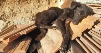 A Starving Dog Wags Her Tail in a Dilapidated Garage Yard