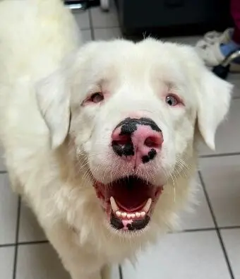 Stevie the Deaf and Vision-Impaired Dog Awaits Adoption