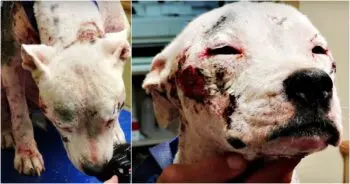 Stigmatized Pit Bull Left to Suffer Alone on City Streets