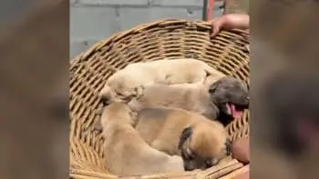 Little Boy Helps Rescuers Save Stray Mom and Her Puppies