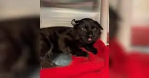 Street Cat’s ‘Smushed’ Ears Make Him Stand Out, but His Sweet Side Wins People Over