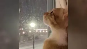 Stray Cat From Morocco Discovers Snow in Her New Home