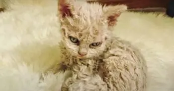 Stray Cat Found In Sewer Gives Birth To Rare Kitten