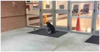 Stray Dog Appears Daily at Houston Elementary School Entrance