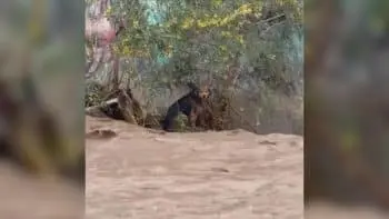Stray Dog Clung to Life in Chilean River for Six Hours as Rescue Teams Worked Relentlessly