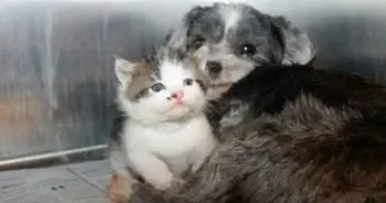 Stray Dog Climbs Down Ravine To Rescue Crying Kitten