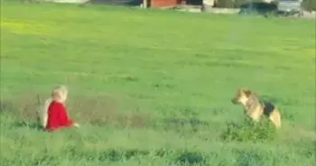 Stray Dog Evaded Captors For Months Until A Child Won Her Trust