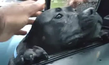 A Stray Dog Finds an Unexpected New Home After a Simple Act of Kindness