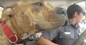 Surprise Passenger Joins Austin Animal Rescue Vehicle After Floods
