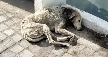 Street Dog Rescued After Severe Neck Injury