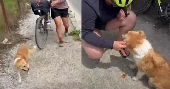 Stray Dog Follows Cyclists For Miles, Seeking Adventure And A Home