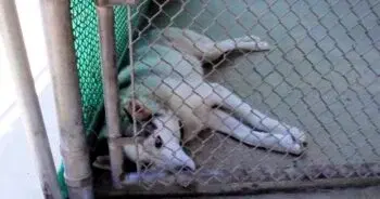 Stray Husky’s Microchip Scan Unveils Shocking Past