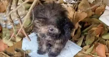 A Tiny Stray Puppy Finds Hope on a Leafy Hill
