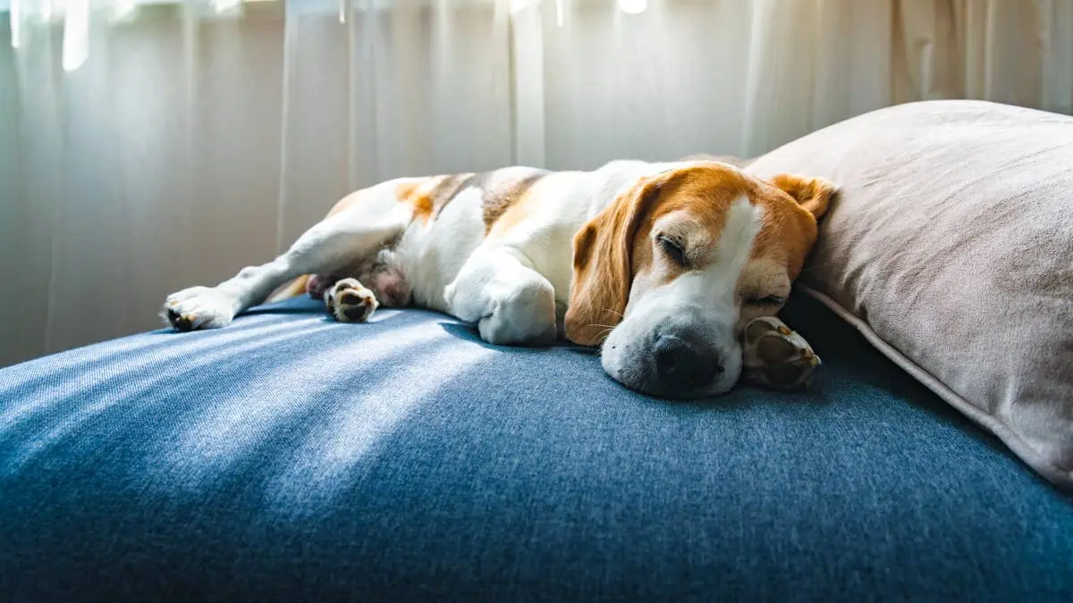 New Study Says Letting Your Dog Sleep in Bed Might Not Be the Problem You Think It Is