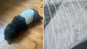 Surprise X-Ray Reveals Dozens of Hair Bands Inside Sick Labradoodle