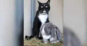 Unexpected Bond Forms Between Cat and Rabbit in Home Setting