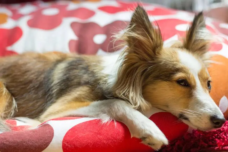Pyometra in Dogs: Symptoms, Causes, and Veterinary Care Explained