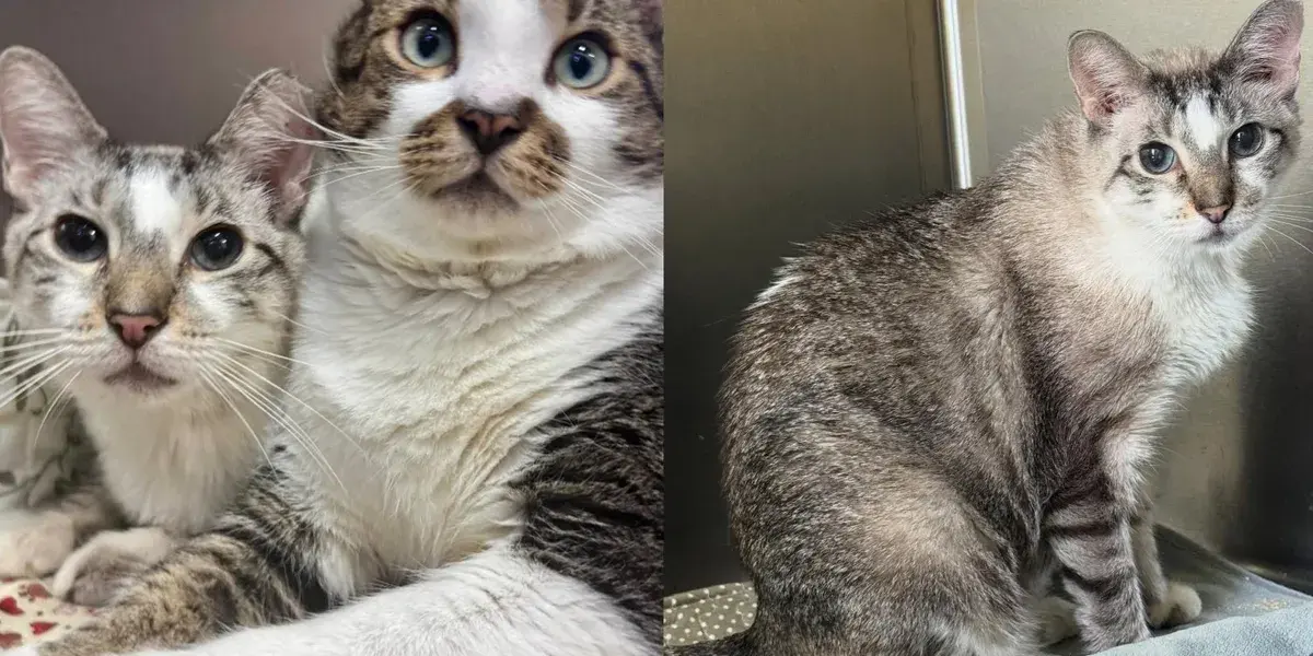 Tabby Brothers Abandoned Together Seek New Home