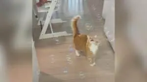 Tabby Cat's Bubble Encounter Triggers Adorable Vocal Reactions