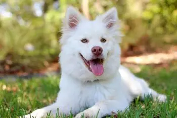 Top Bacon Treats That Make Dogs Wag Their Tails
