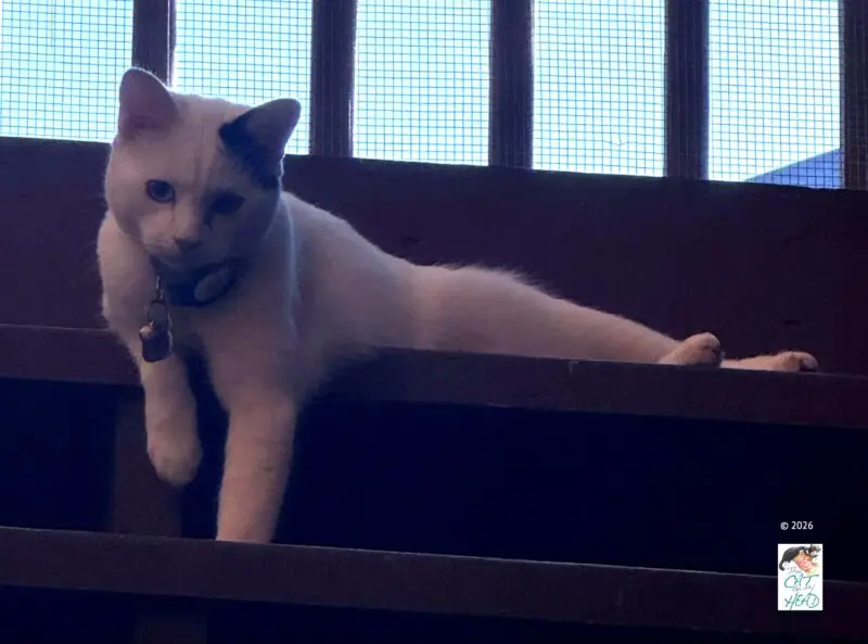 Feline Friday Blog Hop Welcomes Cat Lovers and Writers Alike