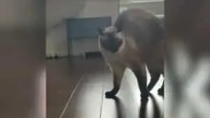 Talkative Siamese Cat Engages Dad in Funny Toy Search