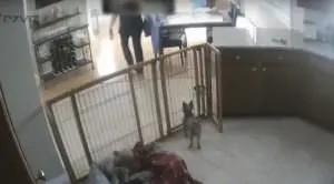 Dog Walker in Tampa Accused of Pocketing Clients’ Money After Secretly Filming Them